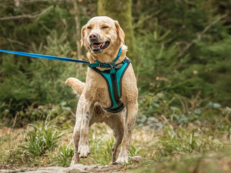 A dog trailing a person