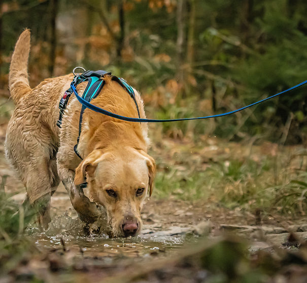 A Labrador taking scent from the ground 