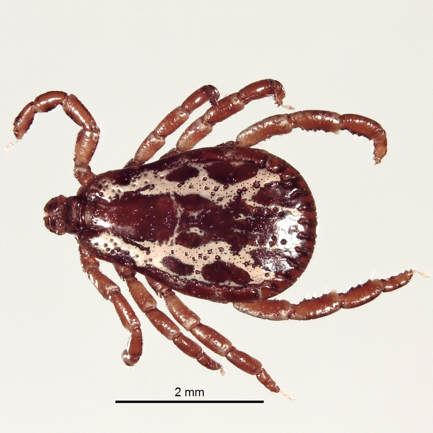 veterinaryentomology | Northern Fowl Mite