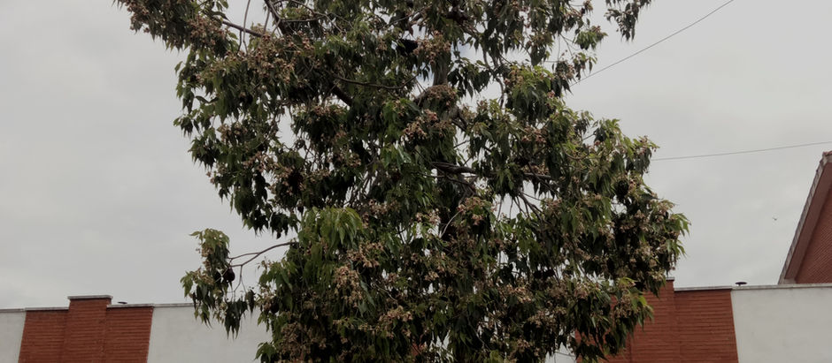 2. Brachychiton populneus