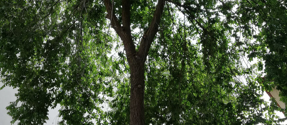 8. Ulmus minor
