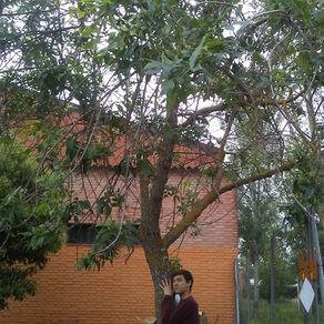 6. Fraxinus latifolia
