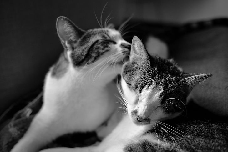 Wellcat Cat Rehoming Birmingham
