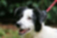 Slip Leads For Dogs