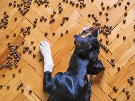 The Best Dog Food UK Roundup- 2025 Update