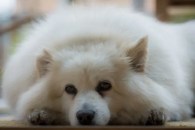 Synulox for dogs conclusion