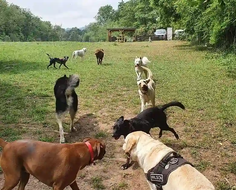 Doggy Daycare's Stay and Play Field