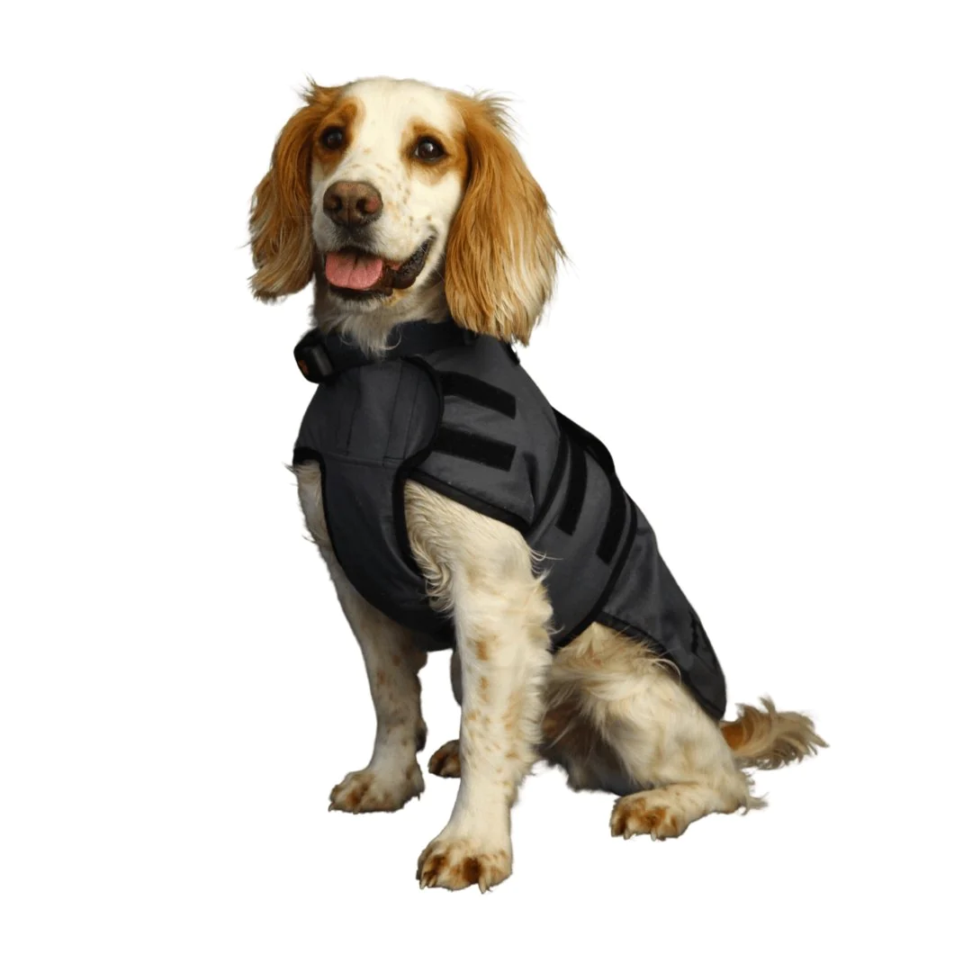 Spaniel wearing the stylish cooling vest from Pawdaw