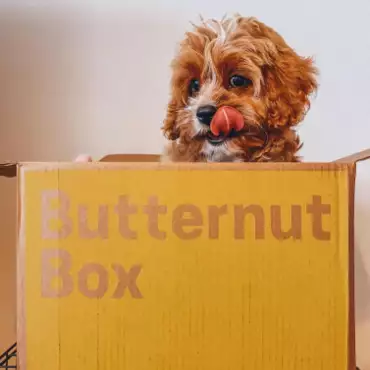 Butternut Box Fresh Dog Food