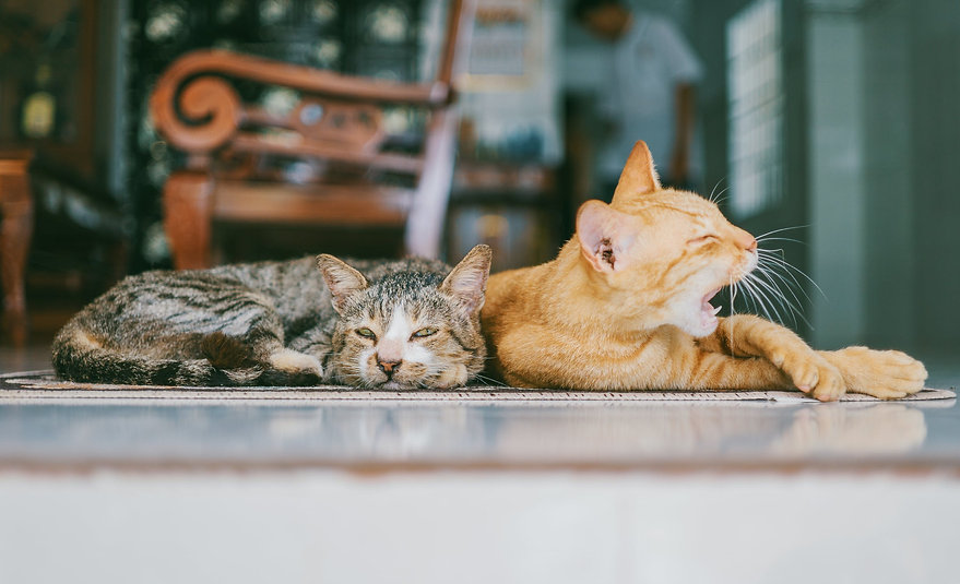 Cat Rehoming Birmingham - Wellcat