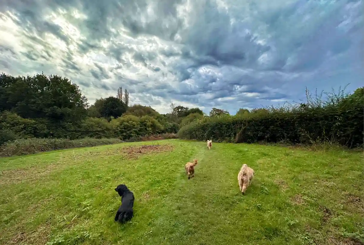 Dog fields near me