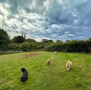 Dog Fields Near Me