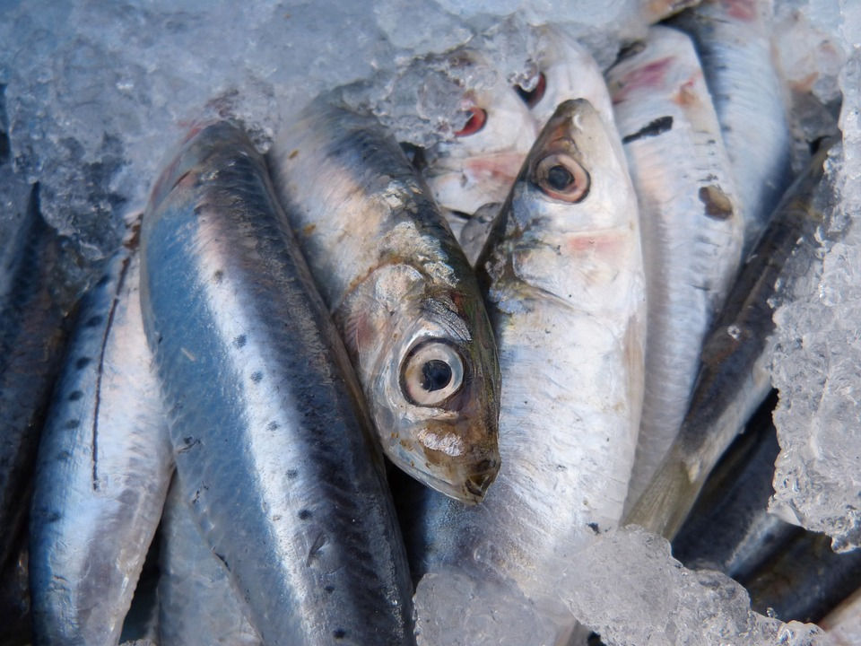 Feeding your dog sprats