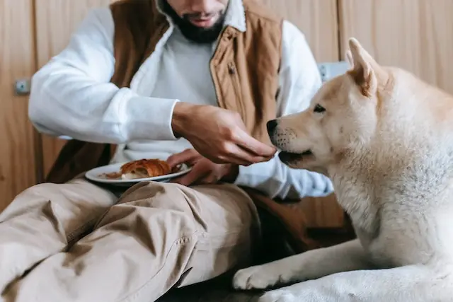 Can dogs eat weetabix