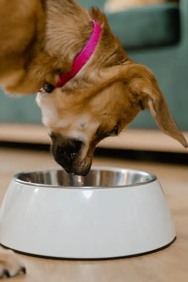 Is weetabix good for dogs