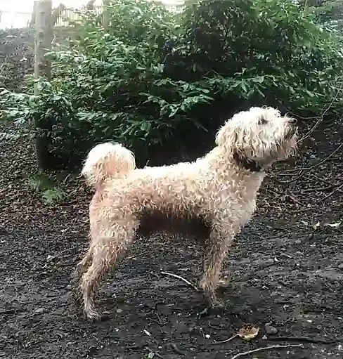Very Muddy Dog
