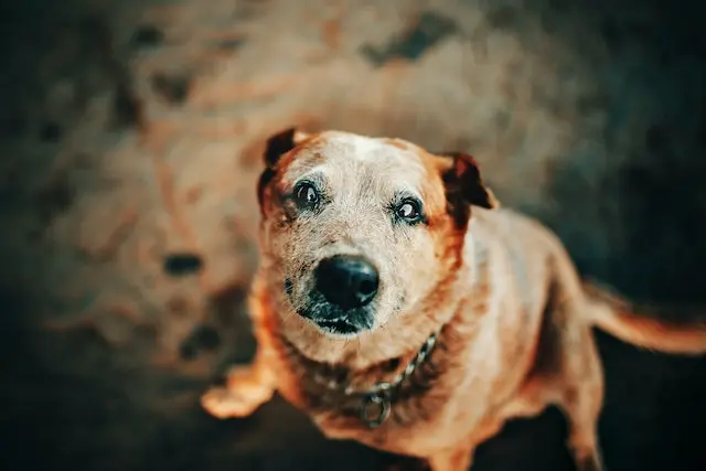 Can older dogs eat weetabix