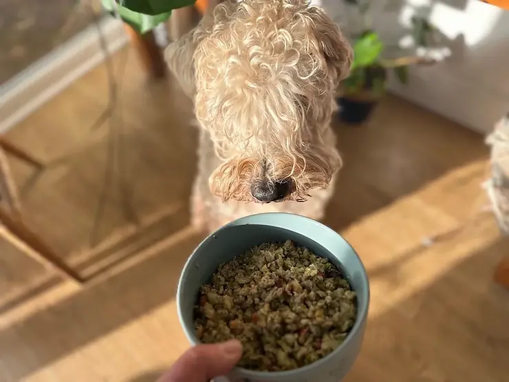 Butternut Box Dog Food Review 2025