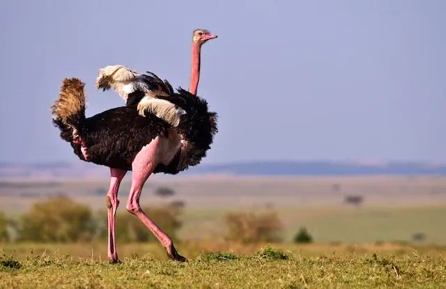 Ostrich bones for dogs