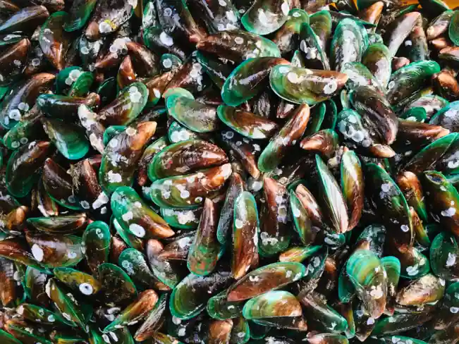 Green lipped mussels for your dog