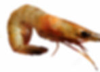 Can dogs eat prawns?