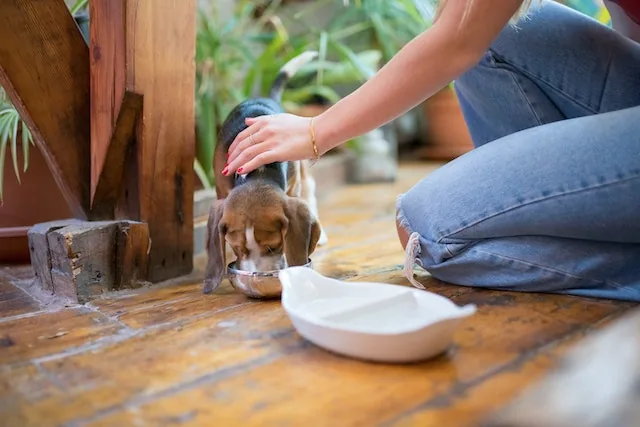 How to incorporate salmon oil into your dogs diet
