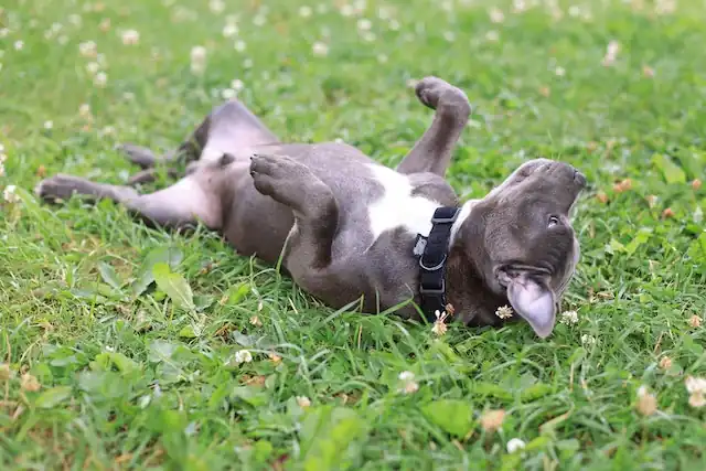 Are There Any Downsides To Giving Your Dog Salmon Oil_
