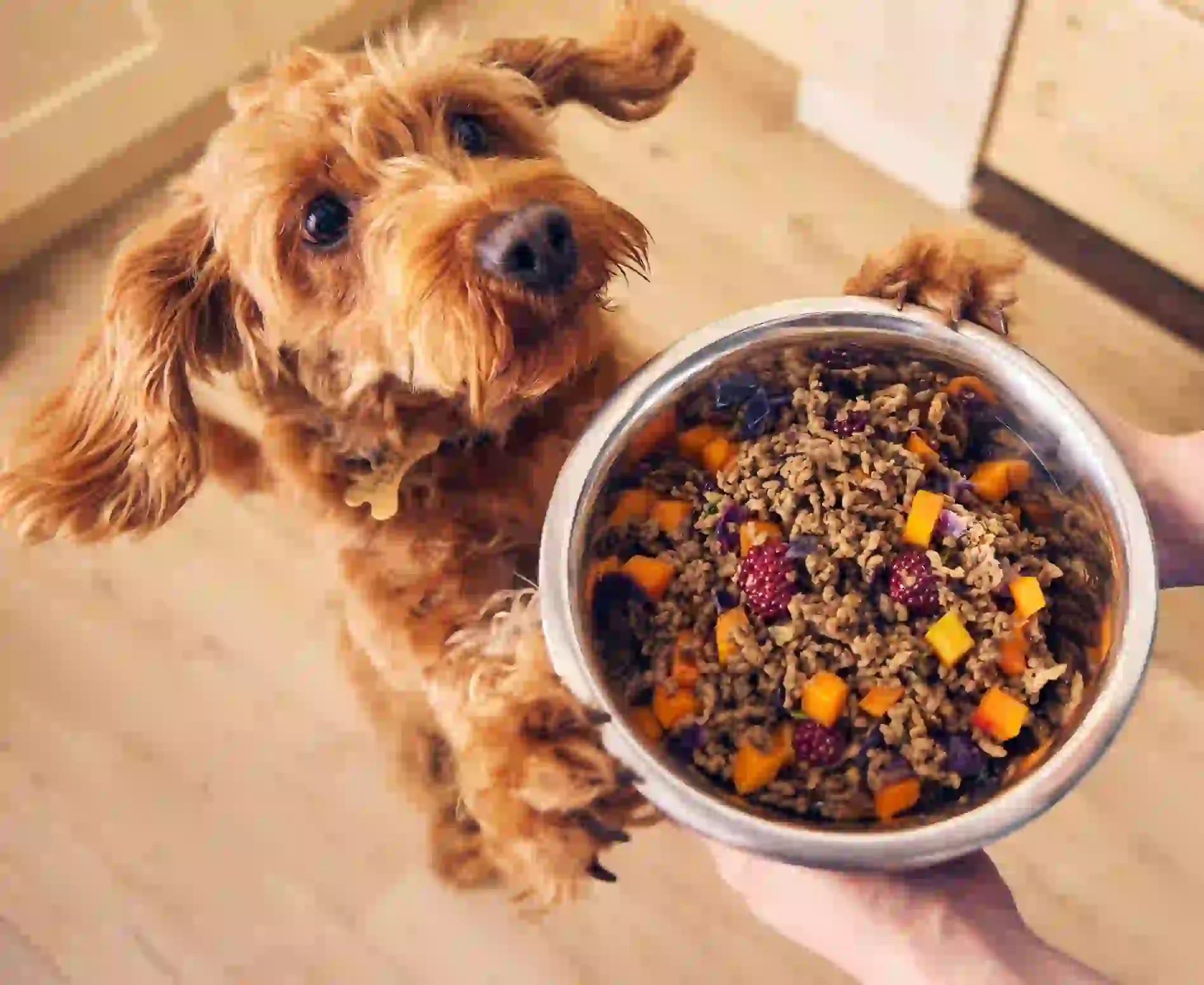 Dog food direct coupon clearance