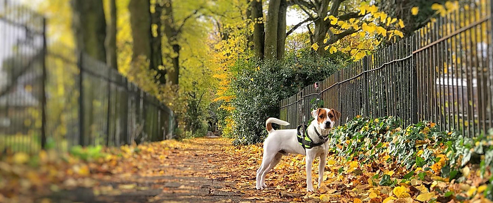 Birmingham dog waker