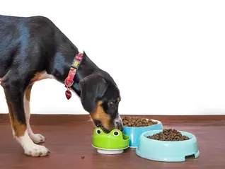 The We Walk Woofs (and Charlie!) Dog Food Testing Process