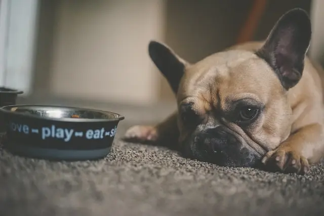 Is Marmite safe for dogs