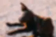 Bravecto for dogs
