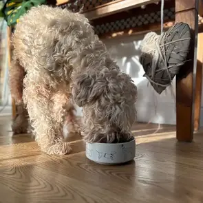 Butternut Box Erfahrungen & Bewertung (January 2026)