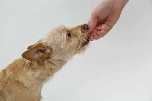 Is marmite good for dogs?