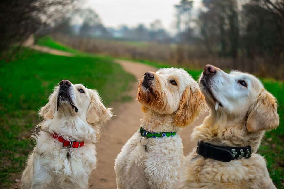 Carry a range of dog treats in your dog bag