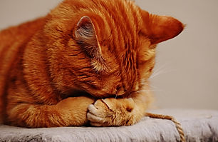 adopt a cat in birmingham