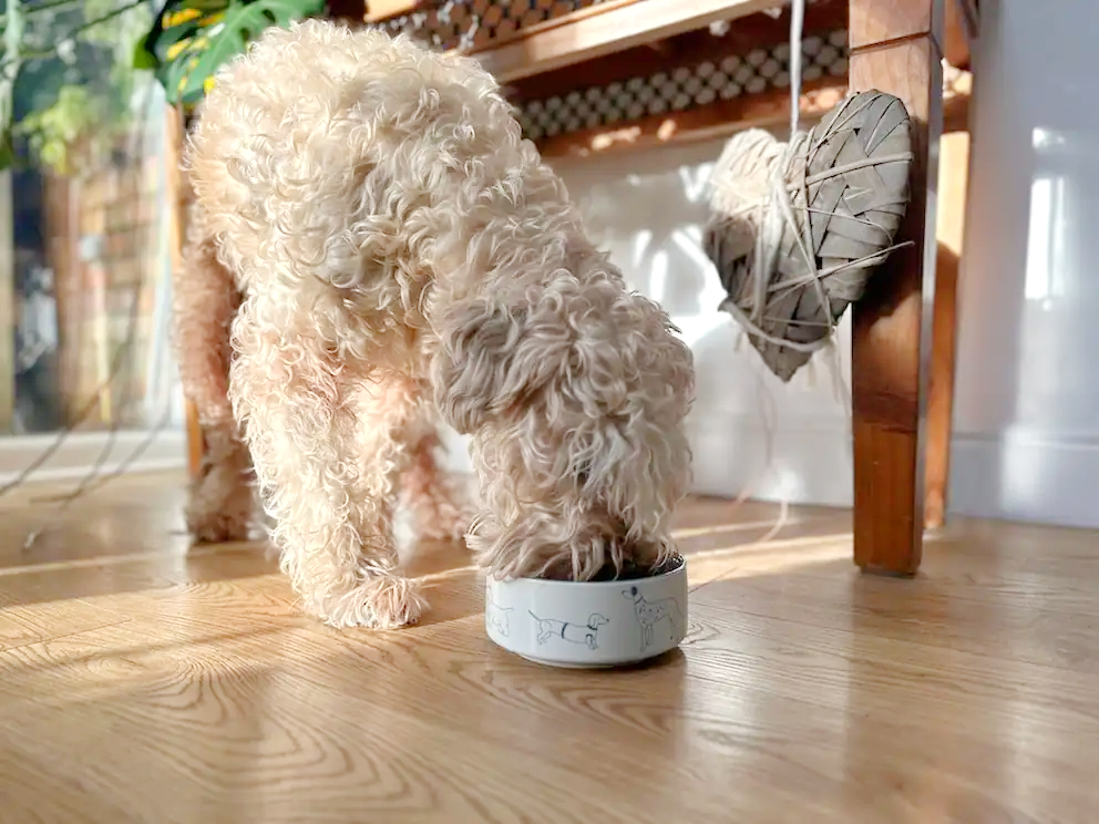 50% Butternut Box Discount Code ✓ WEWALKWOOFS50 ✓ November 5th