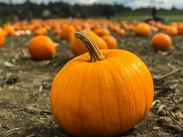 Safety of pumpkin powder for dogs