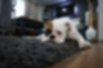 What to do if your dog eats too many prawn crackers