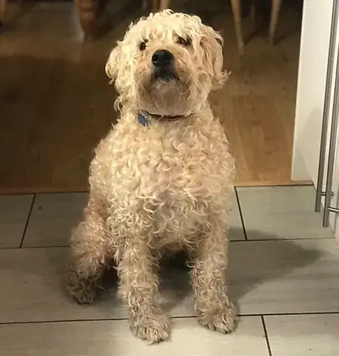 clean dog after mud daddy dog shower