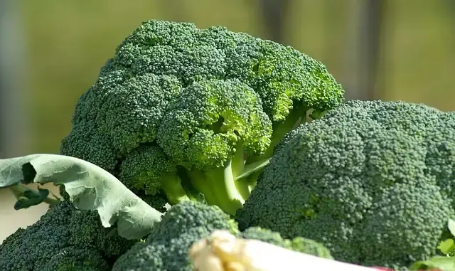 Can my dog eat broccoli