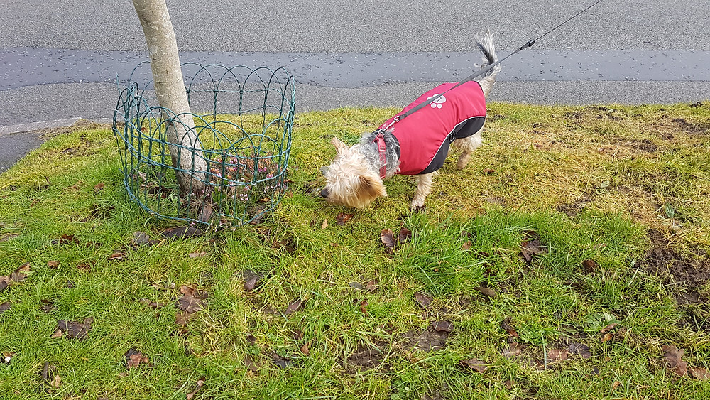 Harborne dog walking in the cold !