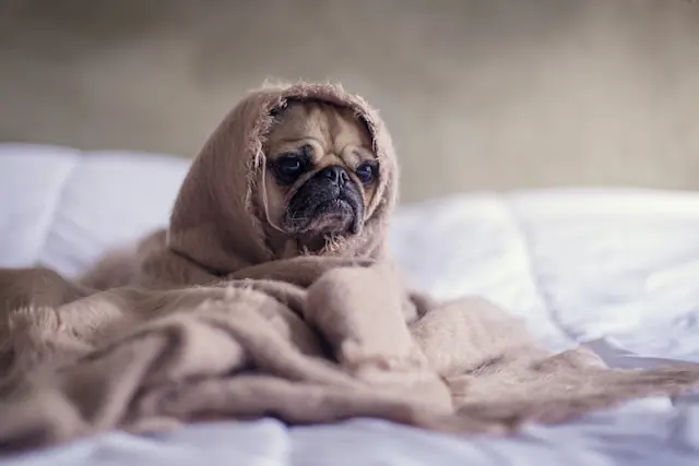 Does Synulox cause drowsiness