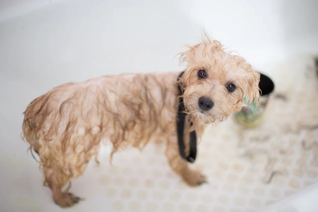 Dog shampoo for itchy skin