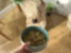 Different Dog Food Review 2025