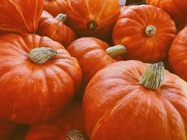 Pumpkin powder for dogs