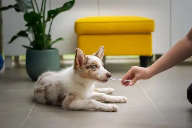Administering Synulox For Dogs