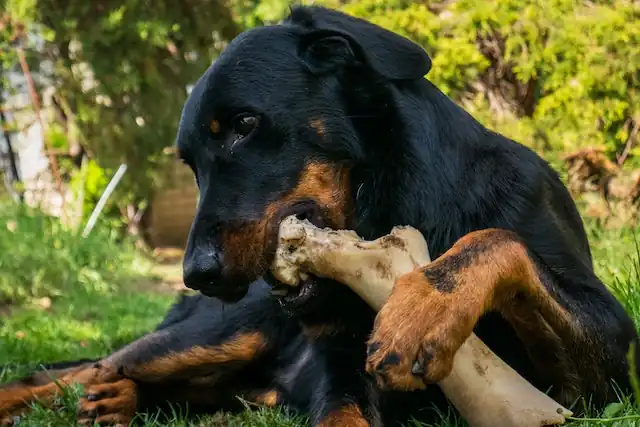 Are ostrich bones good for your dog