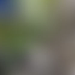 “M-am dus, m-am dus să tai un copac”...extrem de periculos