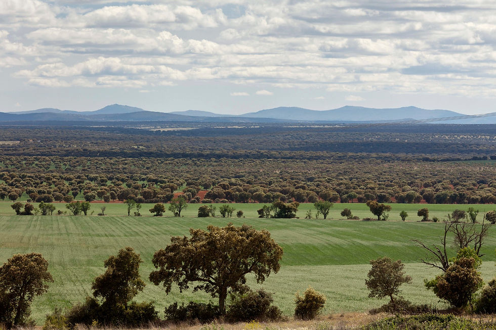 hq_Dehesa de Salamanca01.jpg
